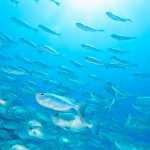 New York Times caught inventing fake climate crisis: Fish production