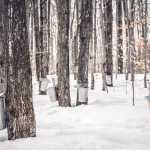 Maple Syrup Production Skyrockets, CNBC Claims Climate Emergency