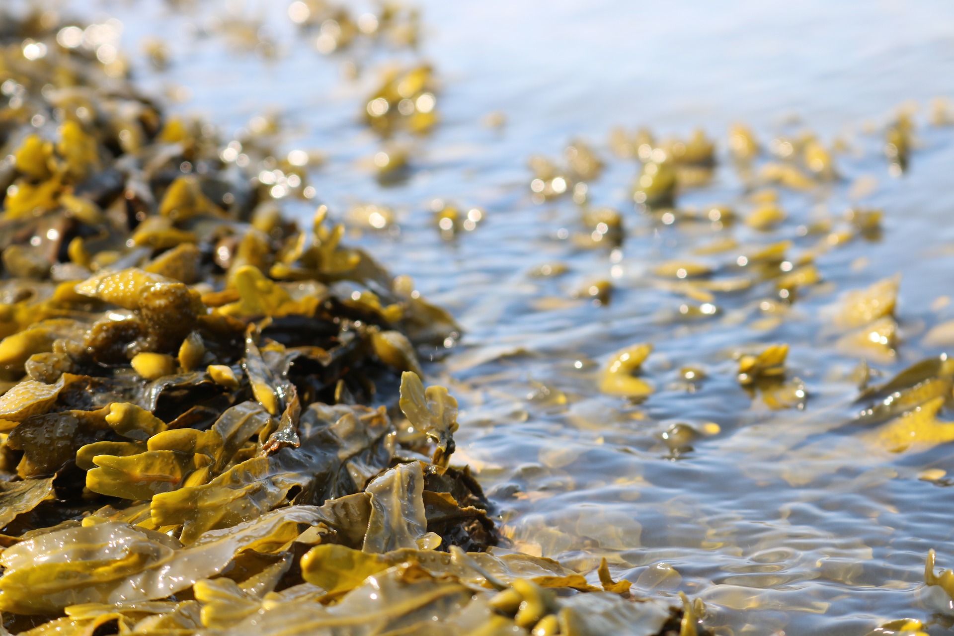 Reuters Invents Fake Seaweed Crisis as Harvests More than Double -  ClimateRealism
