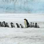 A Tiny Bit of Life Spawns in Antarctica; Media Declares Crisis