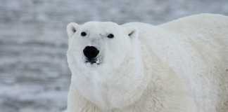 Media Warns Of Polar Bear Inbreeding Disaster – Ignores Reality Over Theory