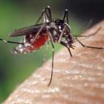 Environment Journal Wrong About Climate Change Increasing Malaria