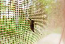Stop Misinforming about Malaria’s Spread, Washington Post