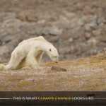 Polar Bears: The Face of Climate Alarmism