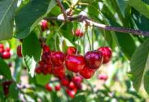 Argentine Cherry Crops are Fine, The Cool Down