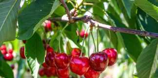 Argentine Cherry Crops are Fine, The Cool Down Image