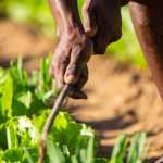 Wrong, Washington Post, Warming Hasn’t Harmed African Crop Production