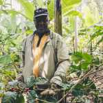 Media Claims Climate Crisis in Ghana – As Crops Set New Records