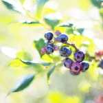 Sorry, Google News, Blueberry Harvests Keep Setting Records Amidst Modest Warming