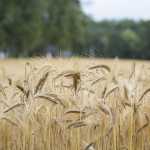 Sorry, Google News, Crop Yields Keep Growing, Not Shrinking