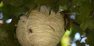 Klutz Stumbles into Hornet Nest, Google News Blames Global Warming