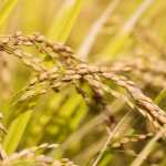 Sorry, Science News, Climate Change Is Not Causing a Rice Apocalypse