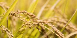 While Climate Activists Push “Crop Failures”, Science Doubles the Crop Yields