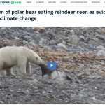 BUSTED: ‘polar bear eating reindeer seen as evidence of climate change’ Proven False