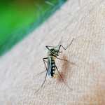 Wrong, USA Today, Climate Change Isn’t Worsening Dengue Fever