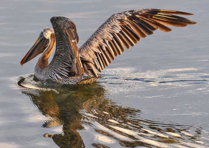 climate change threatening brown pelicans