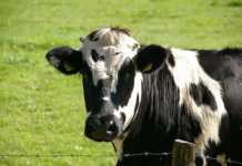 True, The Epoch Times, Targeting Livestock Emissions Would be Harmful and Ineffective