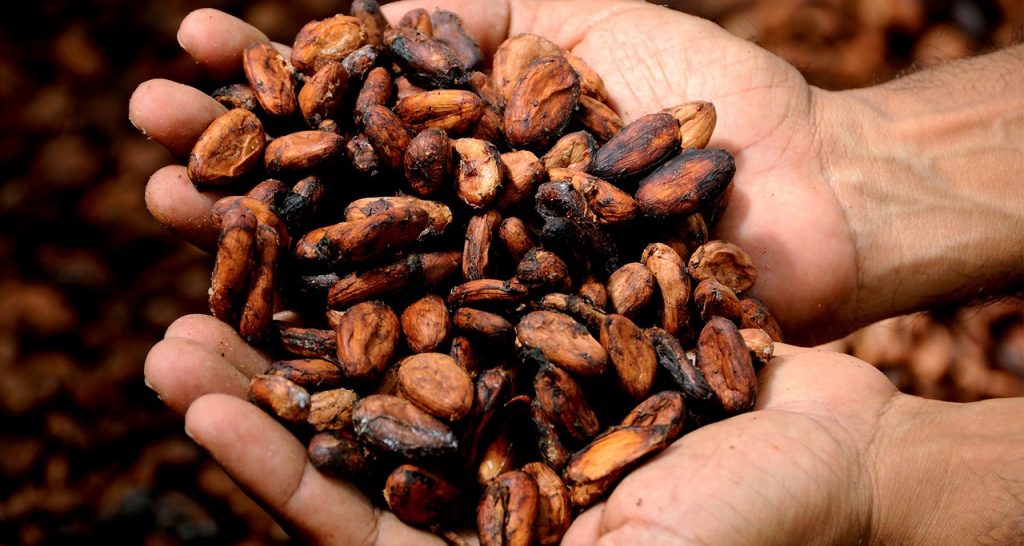 Cocoa beans.