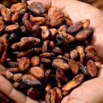 Wrong, ABC News, Climate Change Isn’t Threatening Cocoa Bean Production Cocoa beans.
