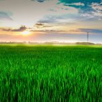 No, Eco-Business, Global Food Production is NOT Being Harmed by Climate Change