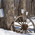 Dear Financial Times, Maple Syrup Production is Doing Fine