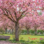 WCAX Hyper-Focuses on Spring Allergies, Ignoring the Benefits of Increased Plant Growth spring park