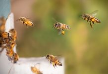 Thanks, New York Times, For Finally Admitting Honey Bees Are Doing Great