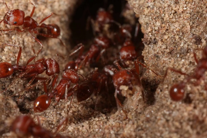 Imported red fire ants (Solenopsis invicta)