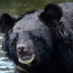 Wrong, CNN, Climate Change Isn’t the Cause of Rising Bear Attacks in Japan