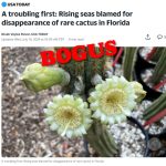 No, USA Today, Rising Seas Aren’t to Blame for ‘disappearance of rare cactus in Florida’