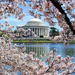 Sorry, ABC News, Early Cherry Blossom Bloom Is Due to Urban Heat Island, Not Climate Change By Jay Wald - Own work, CC BY-SA 4.0, https://commons.wikimedia.org/w/index.php?curid=95579806