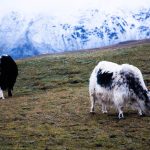 False, Barron’s and Deutsche Welle, Climate Change Isn’t Endangering Mongolian Herding