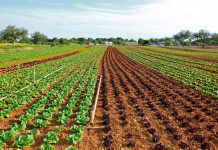 Climate Change Is Reducing, Not Increasing Food Costs, Mainstream Media