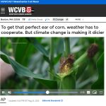 Quit Lying, Associated Press, Climate Change Isn’t Making U.S. Corn Farming ‘Dicier’