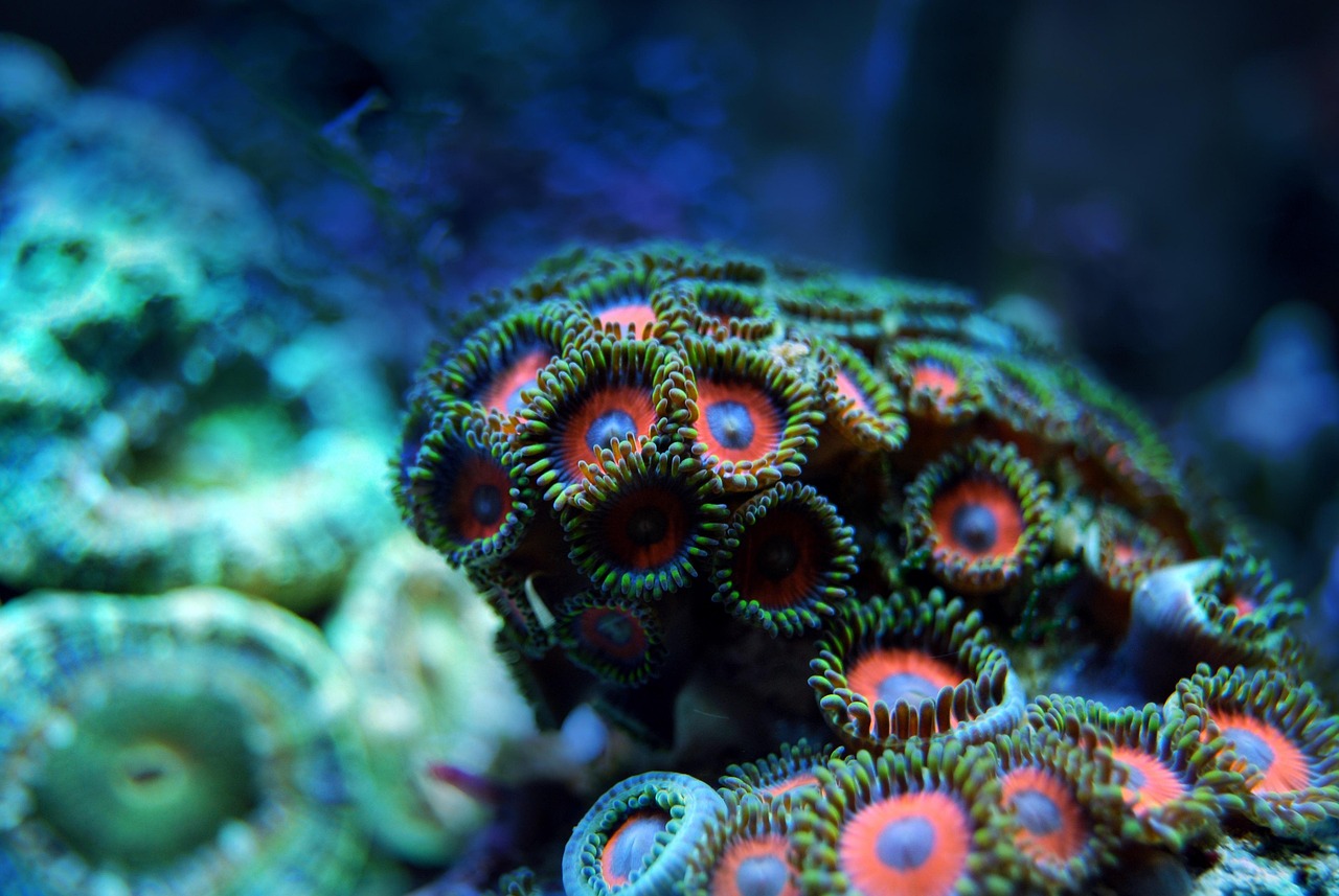 Coral Recoveries and Growth Show The Hill Is Misleading About Global Warming Killing Reefs