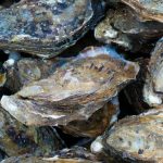 Stop Spreading False Alarms, Al Jazeera, Fijian Oyster Production Is Doing Well