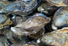 Stop Spreading False Alarms, Al Jazeera, Fijian Oyster Production Is Doing Well