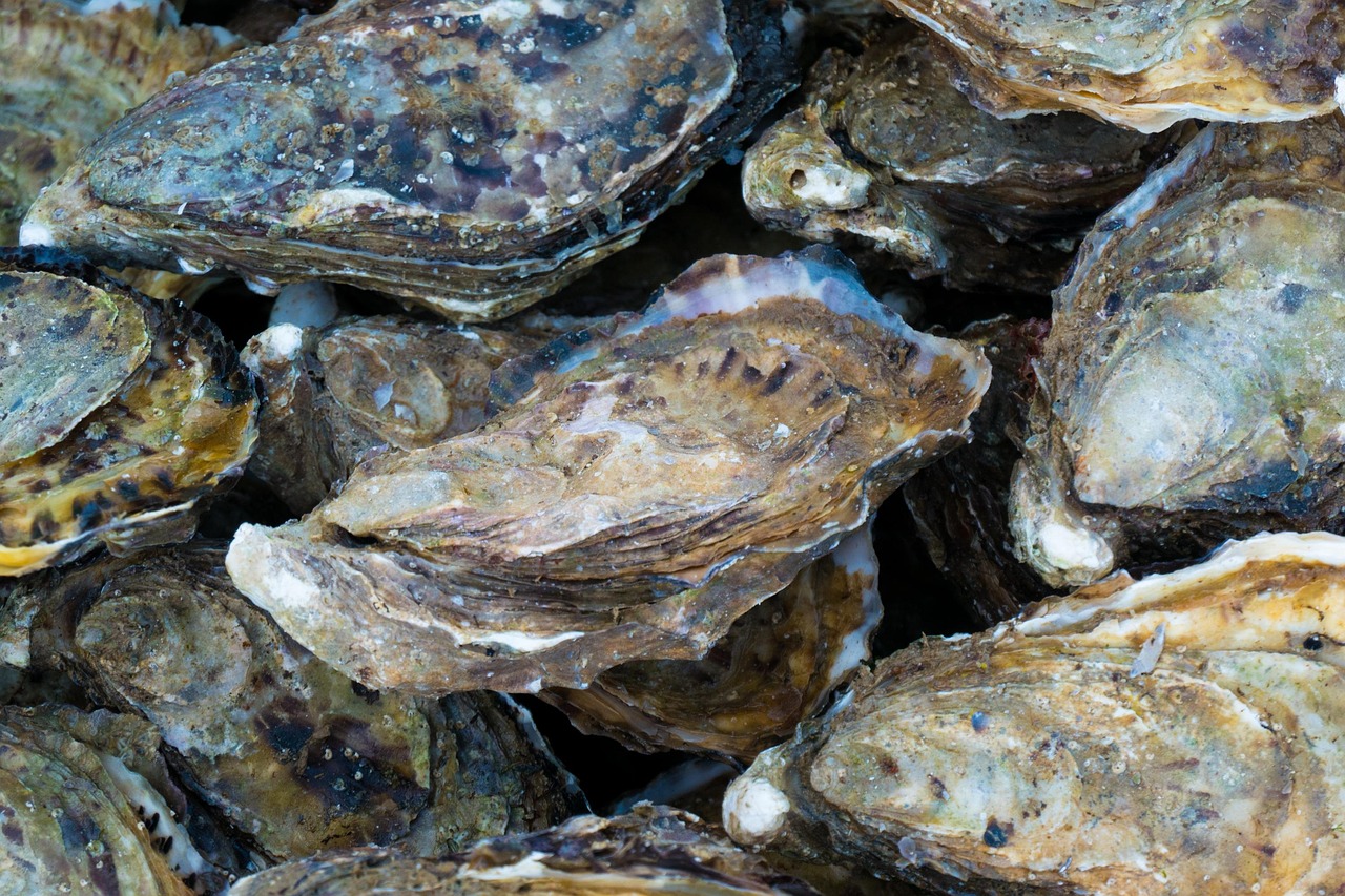 Stop Spreading False Alarms, Al Jazeera, Fijian Oyster Production Is Doing Well
