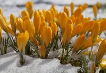 The Independent Refuses to Smell the Roses Regarding Winter Flowers and Climate Change