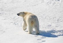 True, Mother Jones, Polar Bears Are More Adaptable Than Alarmists Have Claimed