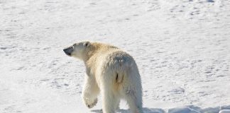 True, Mother Jones, Polar Bears Are More Adaptable Than Alarmists Have Claimed