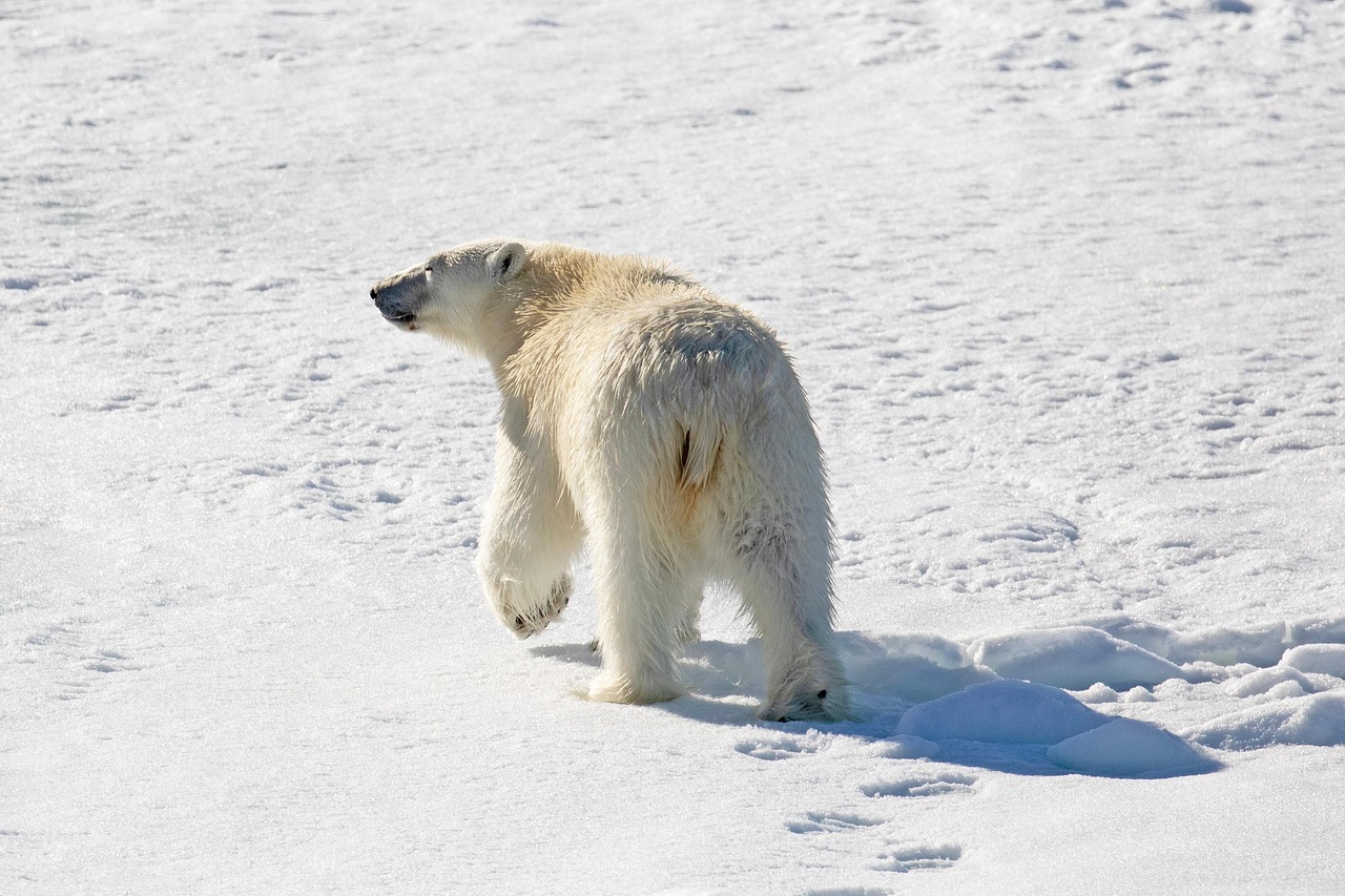 True, Mother Jones, Polar Bears Are More Adaptable Than Alarmists Have Claimed