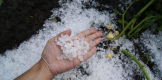 WRONG, Chicago Tribune, Climate Change Isn’t Making Hailstorms Worse