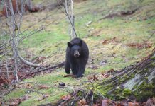 Quit Lying WPLN, Evidence Proves Black Bears Are Thriving, Not Threatened by Climate Change