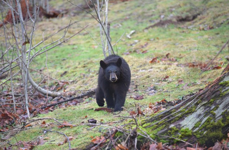 Quit Lying WPLN, Evidence Proves Black Bears Are Thriving, Not Threatened by Climate Change